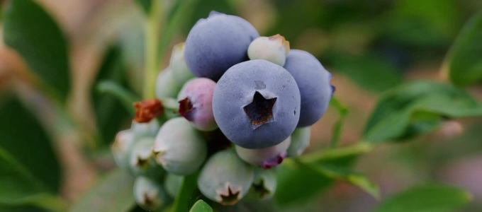 Close-up of a cluster of blueberries on a bush with green leaves.