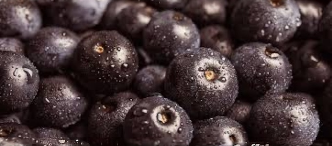 dark purple acai berries covered in droplets of water
